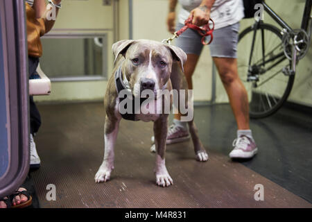 Mignon chien on Subway train Banque D'Images