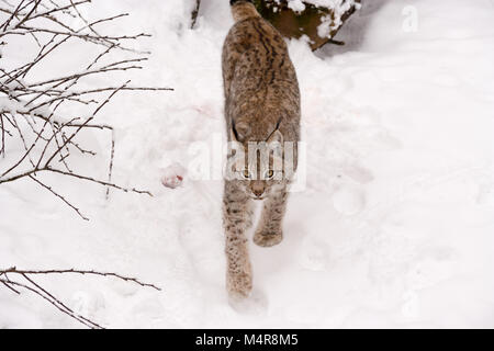 Lynx eurasien, Lodjur, lo, (Lynx lynx) Banque D'Images