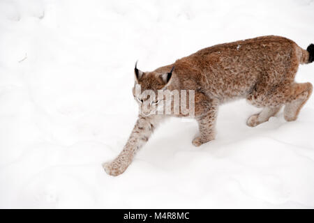 Lynx eurasien, Lodjur, lo, (Lynx lynx) Banque D'Images