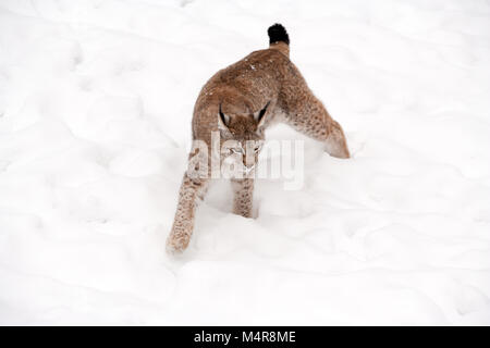 Lynx eurasien, Lodjur, lo, (Lynx lynx) Banque D'Images