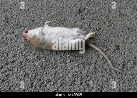 Road Kill big fat rat mort couché sur la route ou de la piste Banque D'Images