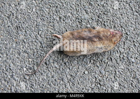 Road Kill big fat rat mort couché sur la route ou de la piste Banque D'Images