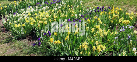 Jaune et bleu fleurs iris fleurs sur un lit de fleurs de printemps. Le premier mai ensoleillé piscine panoramique tourné Banque D'Images