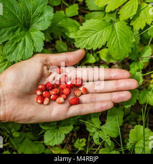 Les Fraises sauvages dans woman's hand avec les plants de fraisier sur l'arrière-plan. La Sibérie, la Russie. Vue d'en haut. Image carré Banque D'Images