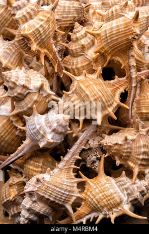 Milieux et de textures : collection de coquillages vides, plage exotique naturel locations abstract Banque D'Images