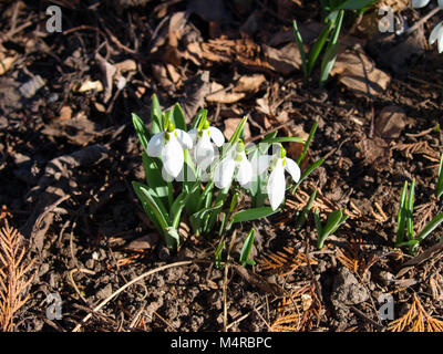 Perce-neige dans le jardin du soleil. Le premier messager du printemps, c'est nom latin est Galanthus. Banque D'Images