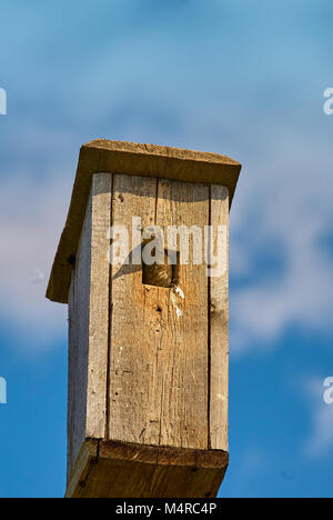 Étourneau sansonnet (Sturnus vulgaris), au nichoir, la Russie, l'Oural, Perm Banque D'Images