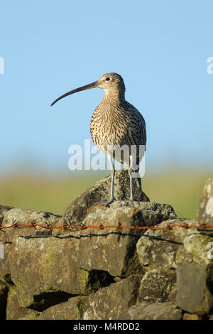 Courlis cendré Numenius arquata, nom latin, debout sur un mur de pierre au bord du champ avec une tête tournée de courbe montrant bill et de plumage Banque D'Images