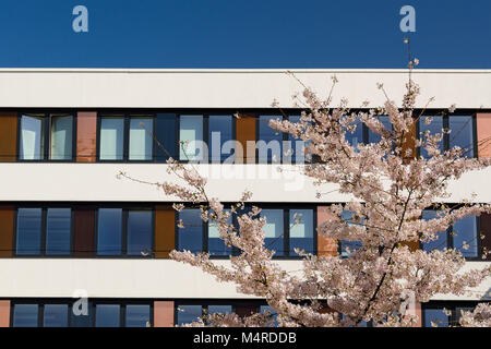 Façade d'immeuble de bureaux modernes avec des fleurs de printemps pommier dans la cour et ciel bleu reflet dans windows Banque D'Images