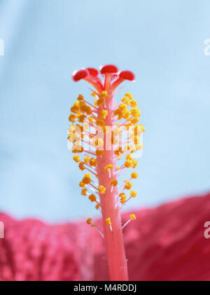 Flou Vertical floral background Hibiskus fleur rouge. Stock photo macro avec mise au point sélective. Banque D'Images