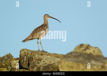 Courlis cendré Numenius arquata, nom latin, debout sur un mur de pierre contre le ciel bleu, montrant la courbe de loi et de plumage Banque D'Images