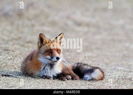 Fox (Vulpes vulpes) Banque D'Images