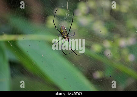 Gaint plate longue-Orb weaver dans le filet en forêt Banque D'Images