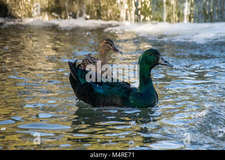 Canard cayuga mâle dans la nature. Les Cayugas est plus grand qu'un canard colvert et a plumes vert irisé Banque D'Images