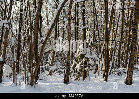 Journée d'hiver ensoleillée dans la forêt couverte de neige après une importante chute de neige Banque D'Images