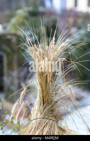 En plein air dans la nature de l'image couleur un tas de reed pris ina jardin sur un jour d'hiver ensoleillé Banque D'Images