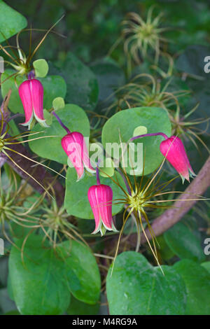 Whiteleaf fleurs en cuir (Clematis glaucophylla) Banque D'Images