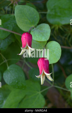 Whiteleaf fleurs en cuir (Clematis glaucophylla) Banque D'Images