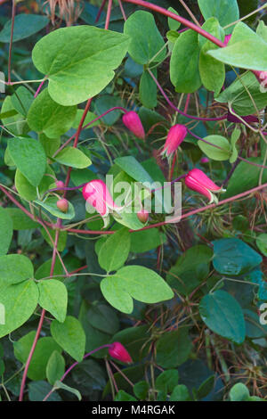 Whiteleaf fleurs en cuir (Clematis glaucophylla) Banque D'Images