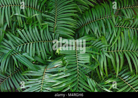 Zamia pumila (Coontie). Appelé aussi palm Coontie Banque D'Images