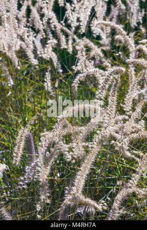 Karley Rose fontaine oriental (herbe orientale Pennisetum Karley Rose) Banque D'Images