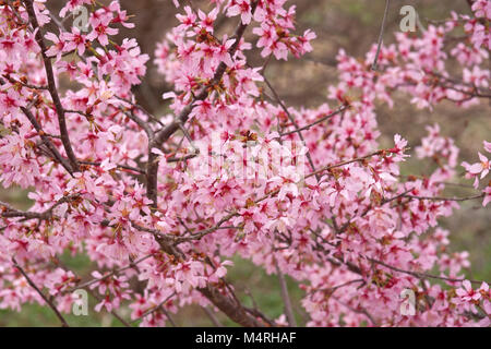 Okame flowering cherry (Prunus x incam Okame) Banque D'Images