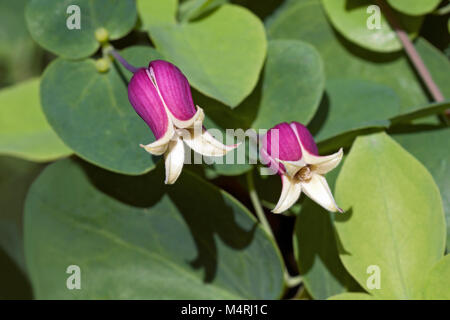 Whiteleaf fleurs en cuir (Clematis glaucophylla) Banque D'Images