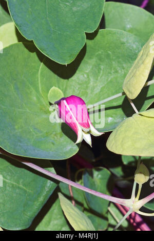 Fleur de cuir Whiteleaf (Clematis glaucophylla) Banque D'Images