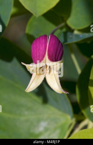 Fleur de cuir Whiteleaf (Clematis glaucophylla) Banque D'Images