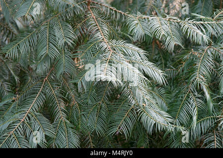 Plum yew (chinois Cephalotaxus fortunei). Appelé plum yew et cowtail aussi pin chinois Banque D'Images