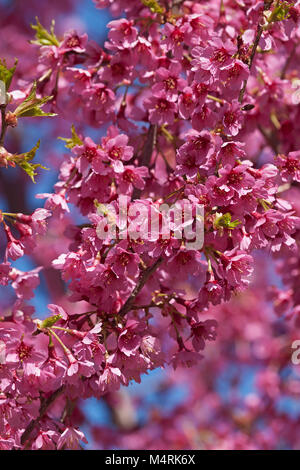 Première Dame flowering cherry (Prunus x incam Première dame). Hybride entre Prunus x incam Okame et Prunus campanulata Banque D'Images