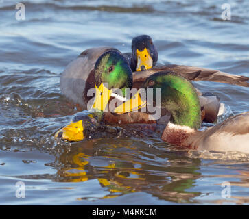 Mallard Anus platyrhyncha combats Drakes Banque D'Images