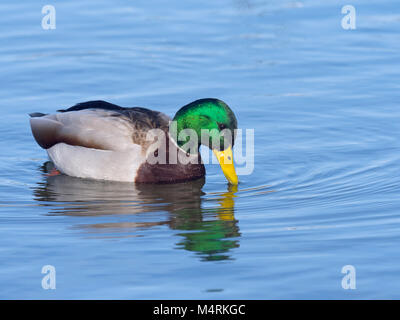 Canard colvert mâle ou drake Anas platyrhynchos baignade en étang d'eau douce Norfolk Banque D'Images