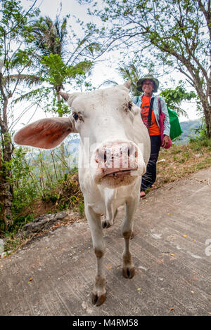 Un hibou albino carabao, buffles d'eau, Bubalus bubalis, (à l'origine du Cambodge) se moque de son nez à l'appareil photo à Puerto Galera, Philippines. Banque D'Images