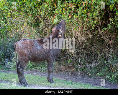 Buffle d'Anatolian bébé alimentation dans des zones humides Kızılırmak,Région de la mer Noire, la Turquie Banque D'Images