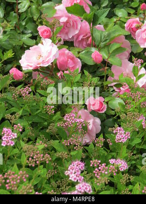 Beau jardin de roses roses mélangées à la couverture du sol, sur l'île Denman,, BC, Canada Banque D'Images