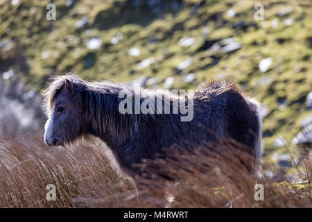 Carneddau Pony se tenait dans le soleil du matin dans le Eigiau Llyn Vallée au bord de la chaîne de montagnes Carneddau dans le Nord du Pays de Galles, Banque D'Images