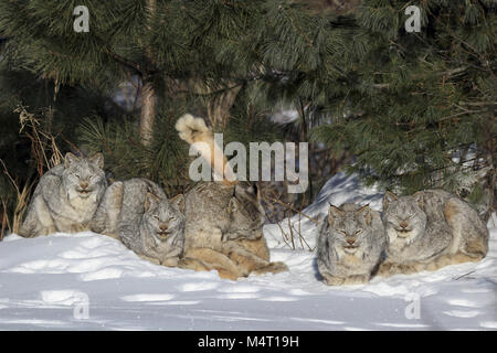 Le Minnesota, USA. Feb 8, 2018. Une famille de cinq lynx du Canada sauvage composé d'une femelle adulte (centre) et quatre chatons cultivés Â¾ somnoler et de toilettage au soleil sur un sous-zéro matin dans la Forêt Nationale Supérieure dans le nord du Minnesota. Credit : Keith R. Crowley/ZUMA/Alamy Fil Live News Banque D'Images