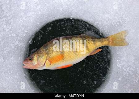 panfish jaune perchée sur le trou de glace Banque D'Images