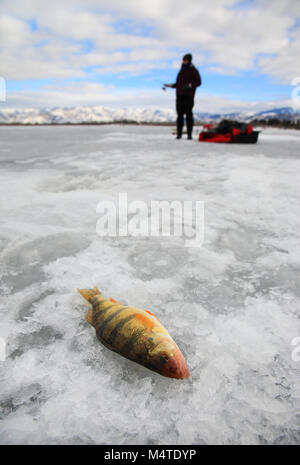 perchaude fraîchement pêchée sur la glace du lac avec pêcheur arrière-plan Banque D'Images