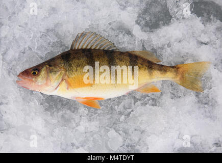 La perchaude pan fish allongé sur la glace sur voyage de pêche dans l'Utah Banque D'Images