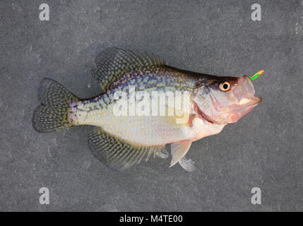 La marigane gros plan pan fish avec leurre dans la bouche située sur la glace Banque D'Images