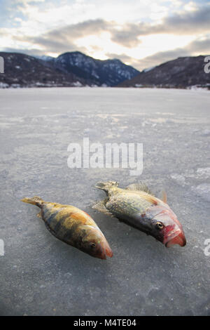 Deux pan fish allongé sur lac couvert de glace avec les montagnes et le ciel en arrière-plan Banque D'Images