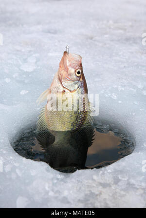 Le crapet pan fish étant sorti de trou dans la glace dans le Nord de l'Utah Banque D'Images