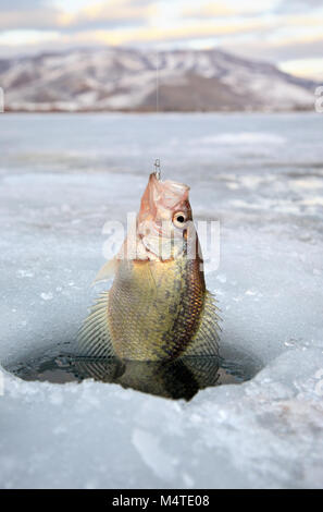 Le crapet pan fish étant sorti de trou dans la glace dans le Nord de l'Utah Banque D'Images