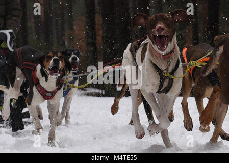 Covaledad, Espagne. Feb 17, 2018. Les chiens en photo au cours de la 1ère édition de "oria al Límite' course en traîneau à chiens à travers la gamme de montagne, d'Urbión en Covaleda, au nord de l'Espagne. Credit : Jorge Sanz/Pacific Press/Alamy Live News Banque D'Images