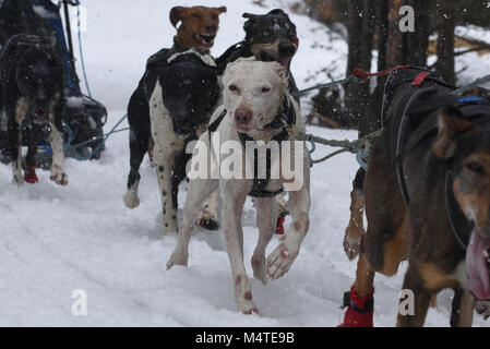 Covaledad, Espagne. Feb 17, 2018. Les chiens en photo au cours de la 1ère édition de "oria al Límite' course en traîneau à chiens à travers la gamme de montagne, d'Urbión en Covaleda, au nord de l'Espagne. Credit : Jorge Sanz/Pacific Press/Alamy Live News Banque D'Images