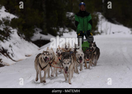 Covaledad, Espagne. Feb 17, 2018. Un musher et ses chiens de traîneaux race une étape au cours de la 1ère édition de "oria al Límite' course en traîneau à chiens à travers la gamme de montagne, d'Urbión en Covaleda, au nord de l'Espagne. Credit : Jorge Sanz/Pacific Press/Alamy Live News Banque D'Images