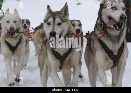 Covaledad, Espagne. Feb 17, 2018. Les chiens en photo au cours de la 1ère édition de "oria al Límite' course en traîneau à chiens à travers la gamme de montagne, d'Urbión en Covaleda, au nord de l'Espagne. Credit : Jorge Sanz/Pacific Press/Alamy Live News Banque D'Images