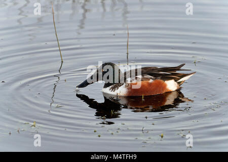 Canard souchet - Anas clypeata (spatule) Canard mâle dans l'eau Banque D'Images